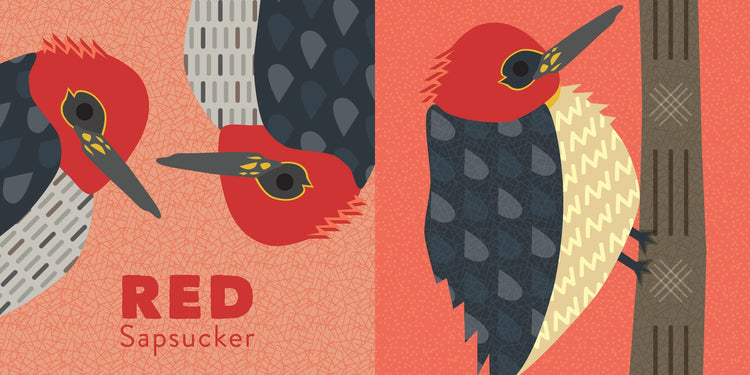 Colors Of The Pacific Northwest, Children's Board Book